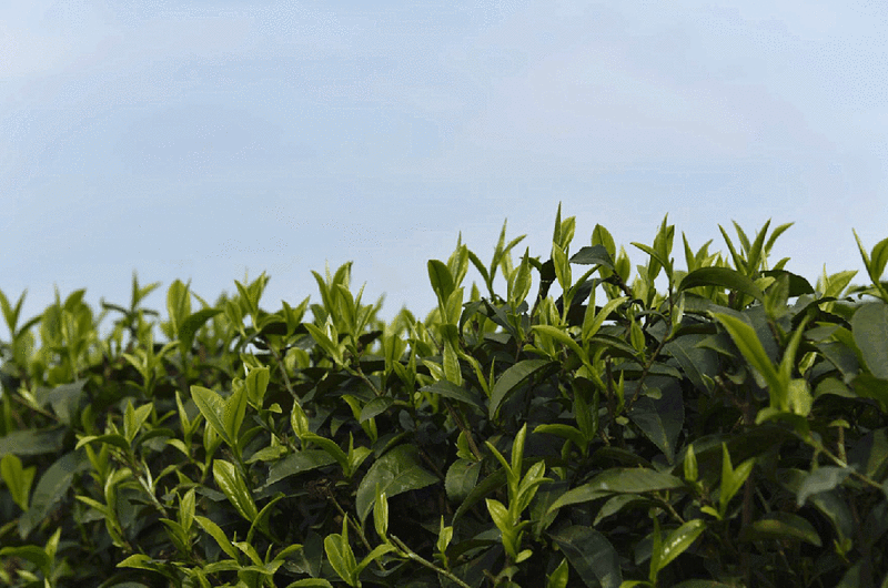 有关于筠连：茶园“冬眠”茶企不闲 大干一百天迎春茶的相关内容