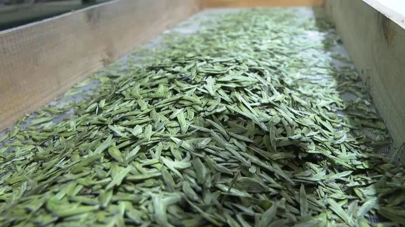 有关于筠连：茶园“冬眠”茶企不闲 大干一百天迎春茶的相关内容(5)