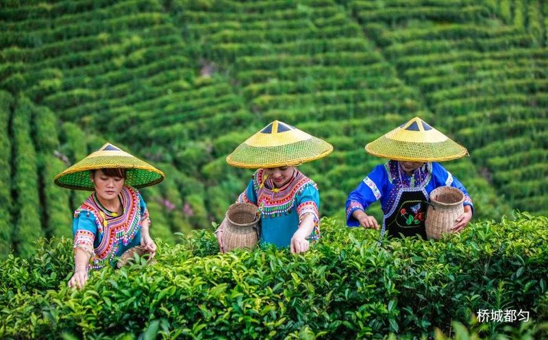 关于贵州唯一!“都匀毛尖茶制作技艺”入选人类非物质文化遗产代表作名录的相关信息(4)