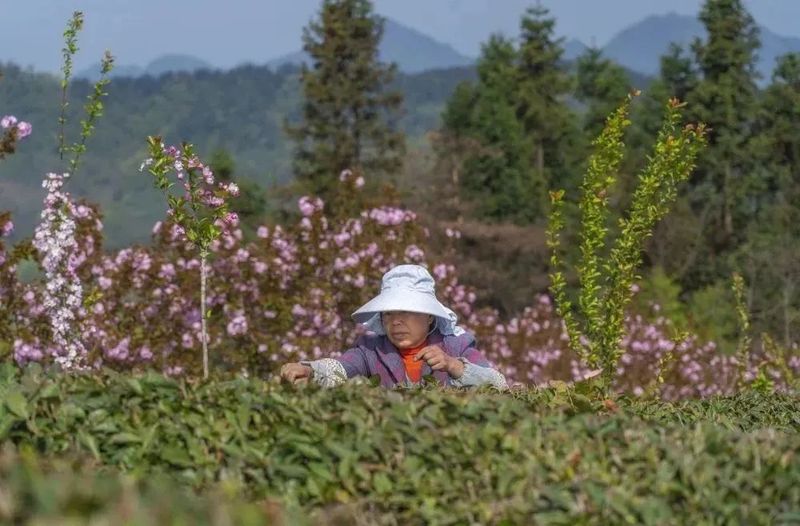 有关于漆树坝镇：茶叶链上党旗飘的消息(5)