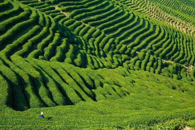 有关于漆树坝镇：茶叶链上党旗飘的消息