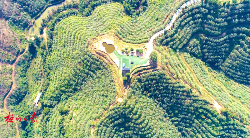 关于梧州全力打好生态茶园建设大会战的资讯