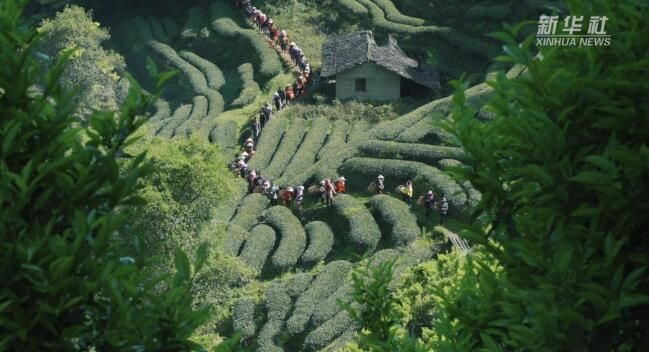 关于大美非遗:武夷山下茶飘香的新闻(1)