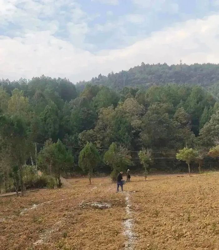 有关于好茶从一棵茶苗开始的相关信息(11)