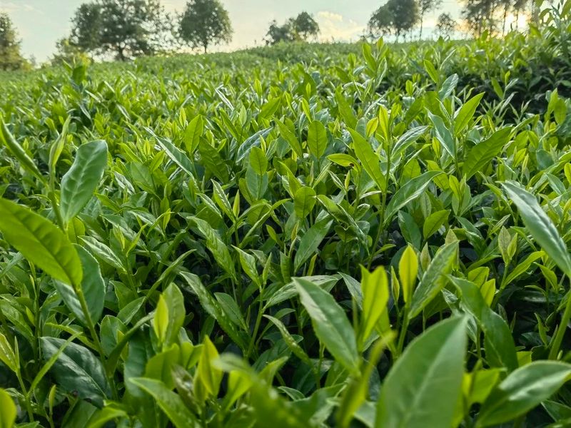 有关于好茶从一棵茶苗开始的相关信息(26)