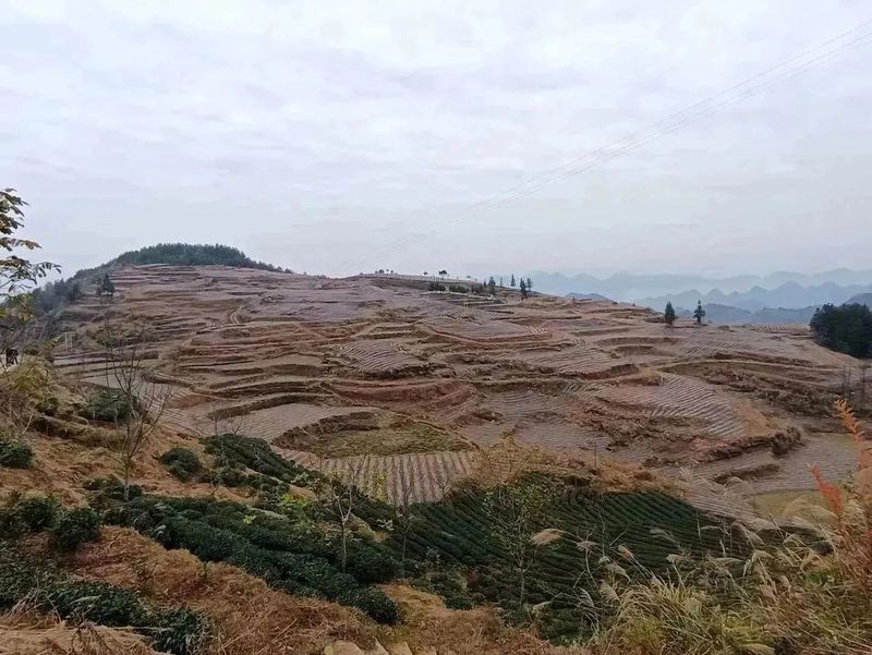 有关于好茶从一棵茶苗开始的相关信息(4)