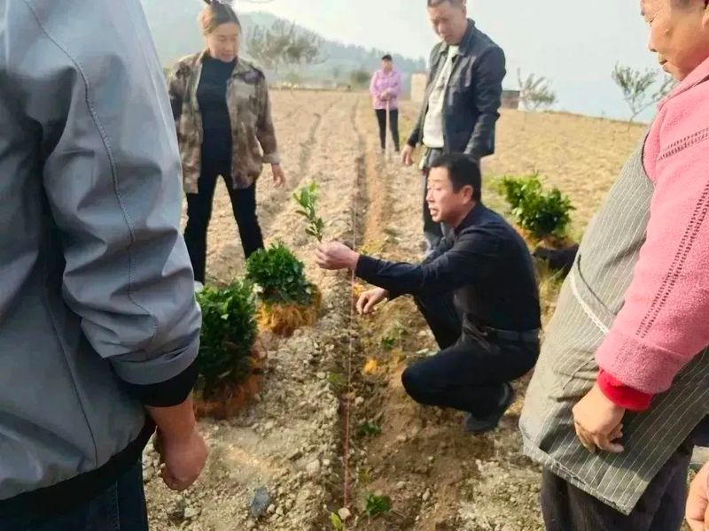 有关于好茶从一棵茶苗开始的相关信息