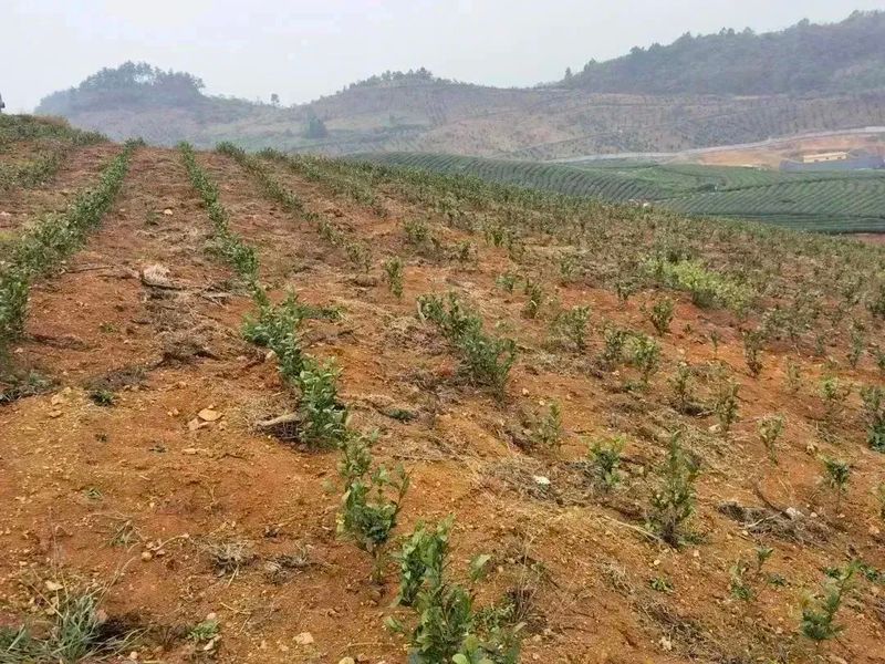 有关于好茶从一棵茶苗开始的相关信息(15)