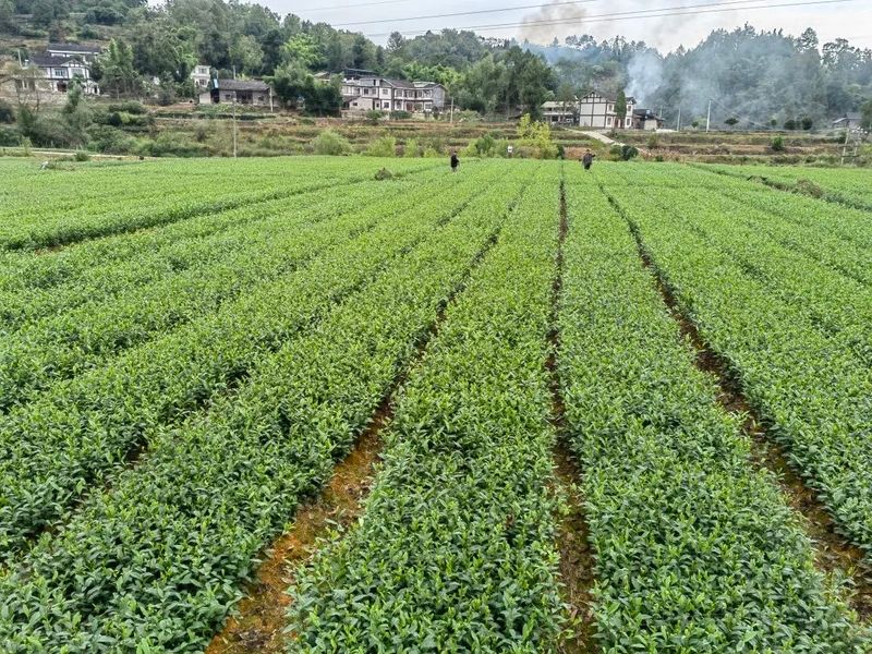 有关于好茶从一棵茶苗开始的相关信息(25)