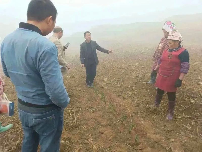 有关于好茶从一棵茶苗开始的相关信息(6)