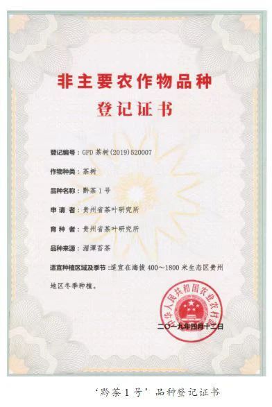 有关于好茶从一棵茶苗开始的相关信息(23)