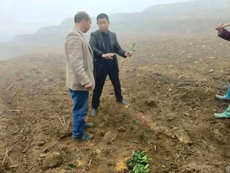 有关于好茶从一棵茶苗开始的相关信息(7)