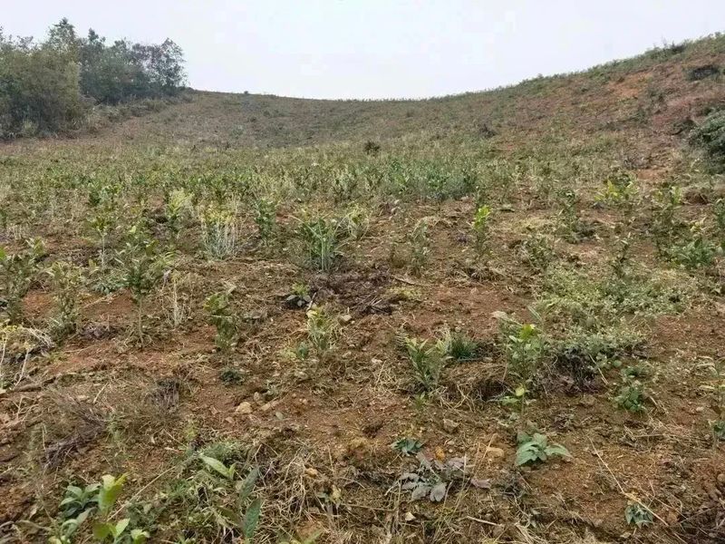 有关于好茶从一棵茶苗开始的相关信息(16)