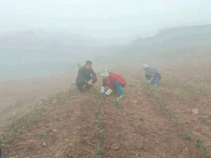 有关于好茶从一棵茶苗开始的相关信息(5)