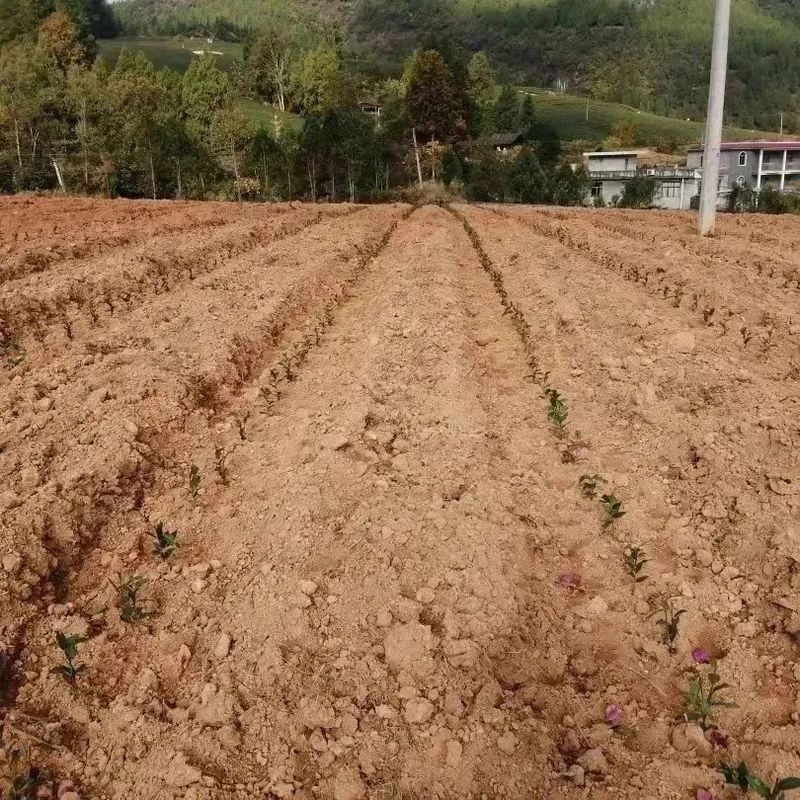 有关于好茶从一棵茶苗开始的相关信息(13)