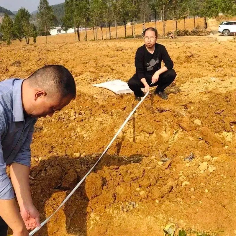 有关于好茶从一棵茶苗开始的相关信息(9)