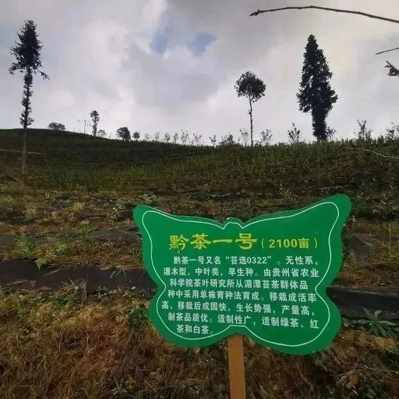 有关于好茶从一棵茶苗开始的相关信息(17)