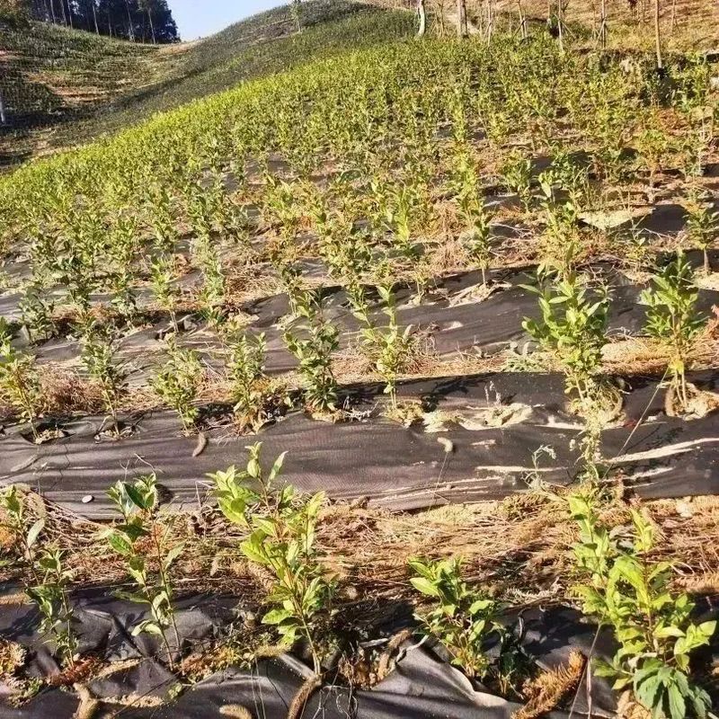 有关于好茶从一棵茶苗开始的相关信息(18)