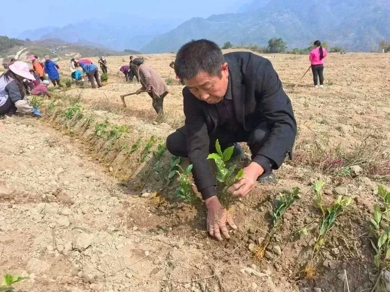 有关于好茶从一棵茶苗开始的相关信息(2)