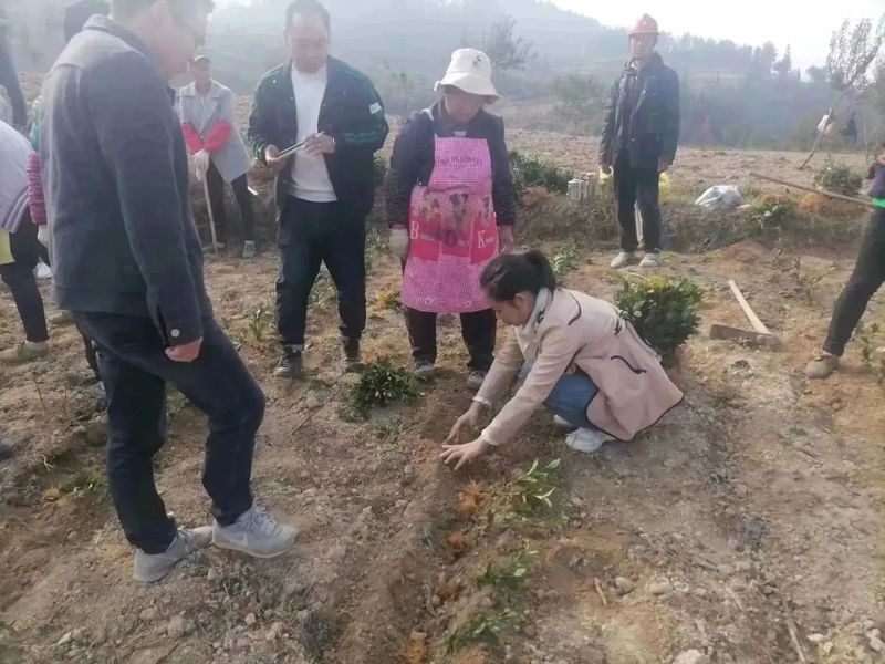 有关于好茶从一棵茶苗开始的相关信息(1)