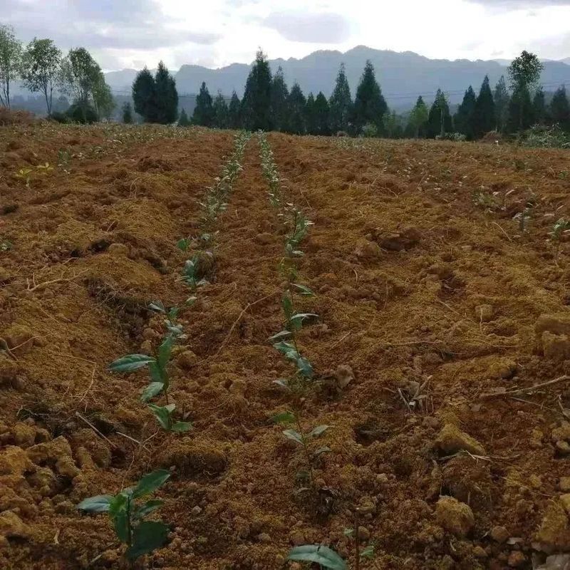 有关于好茶从一棵茶苗开始的相关信息(14)