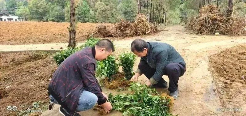 有关于好茶从一棵茶苗开始的相关信息(8)