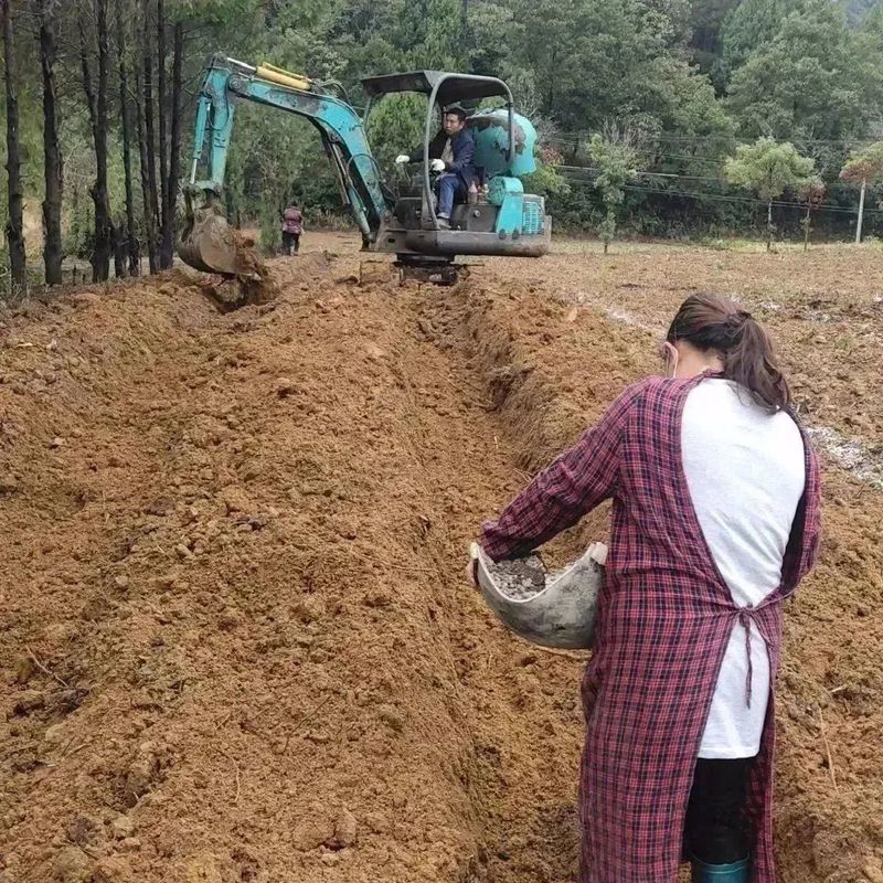 有关于好茶从一棵茶苗开始的相关信息(10)