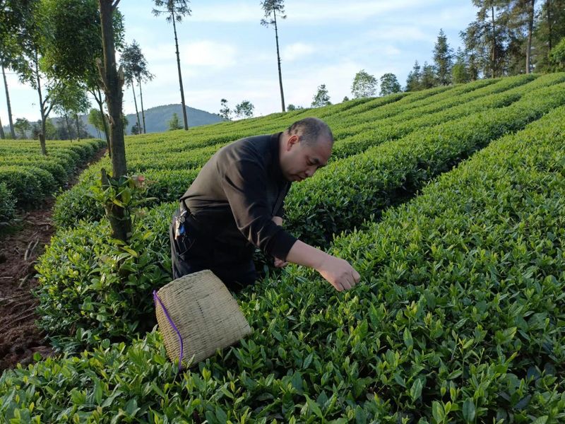 有关于好茶从一棵茶苗开始的相关信息(24)