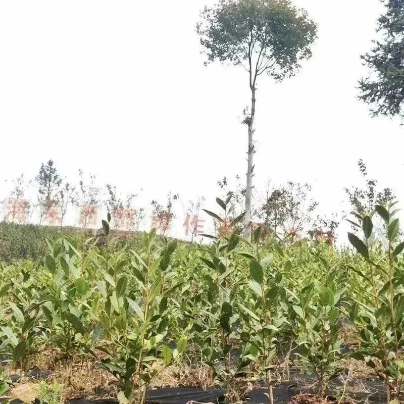 有关于好茶从一棵茶苗开始的相关信息(19)
