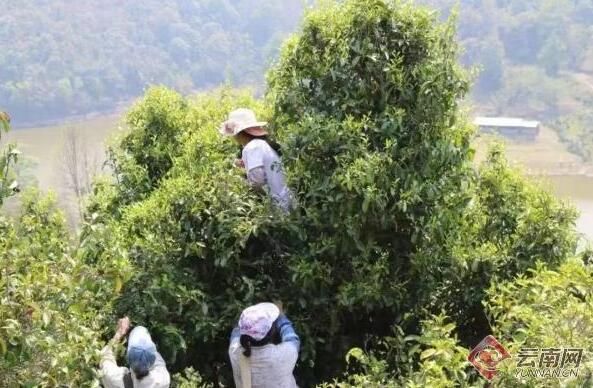 有关于云南凤庆这个茶叶合作社带领群众脱贫致富的消息