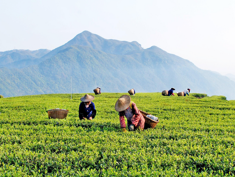 有关于福安:一缕茶香话“坦洋”的新闻(1)
