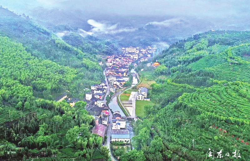 有关于福安:一缕茶香话“坦洋”的新闻