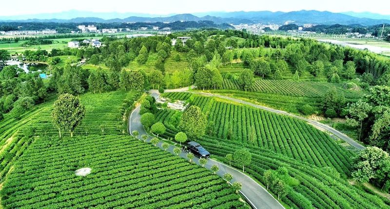 关于长沙县:茶香飘满乡村振兴路的相关内容