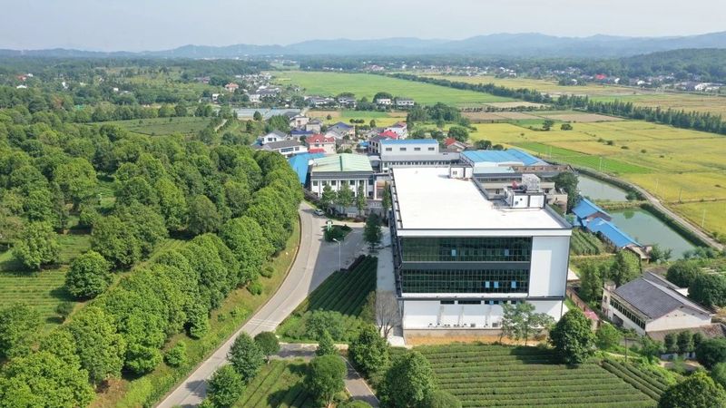 关于长沙县金井镇金龙村妙手巧做茶文章的资讯(1)