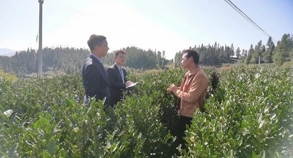 关于邮储银行盘州市支行: 金融力量助推茶产业发展的消息(1)