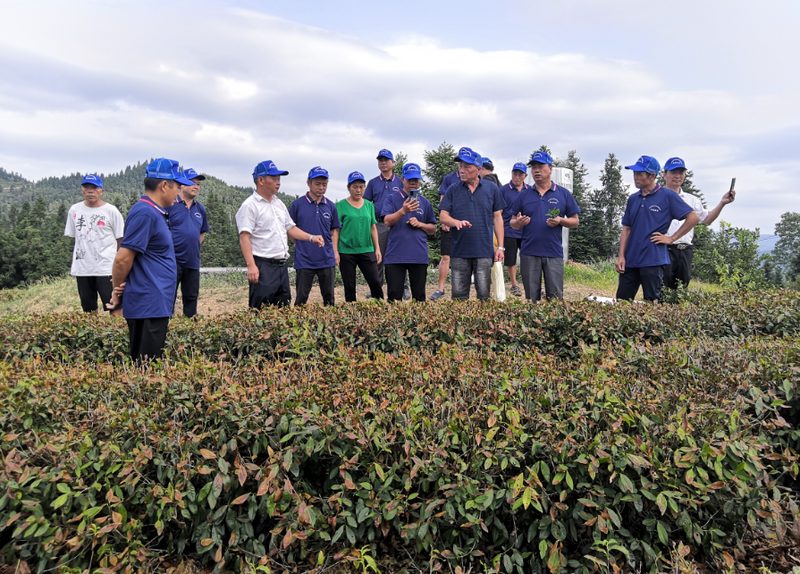有关于江口:培管技术送上门 茶产业发展添动力的消息