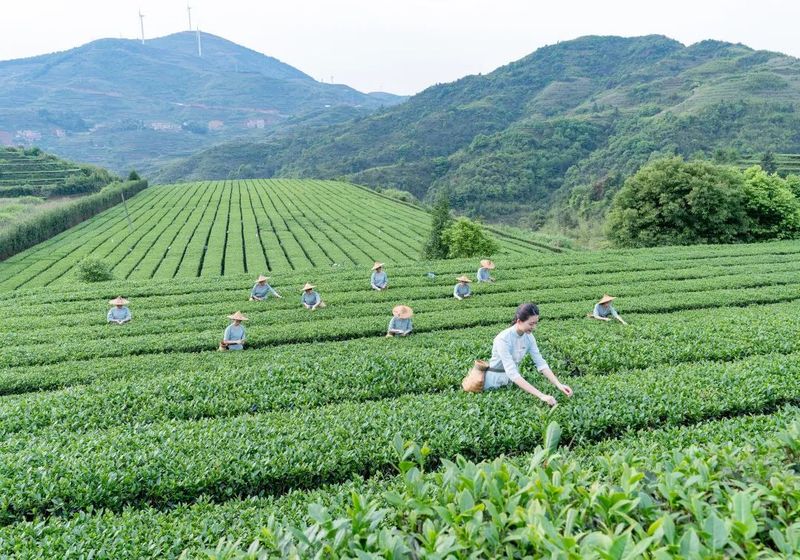有关于铁观音自动化精制包装生产线的升级与创新的信息