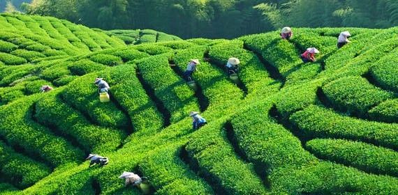 关于生态茶城的崛起之路的资讯