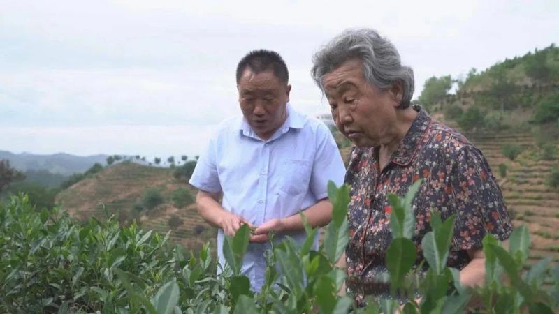 关于生态茶城的崛起之路的资讯(1)
