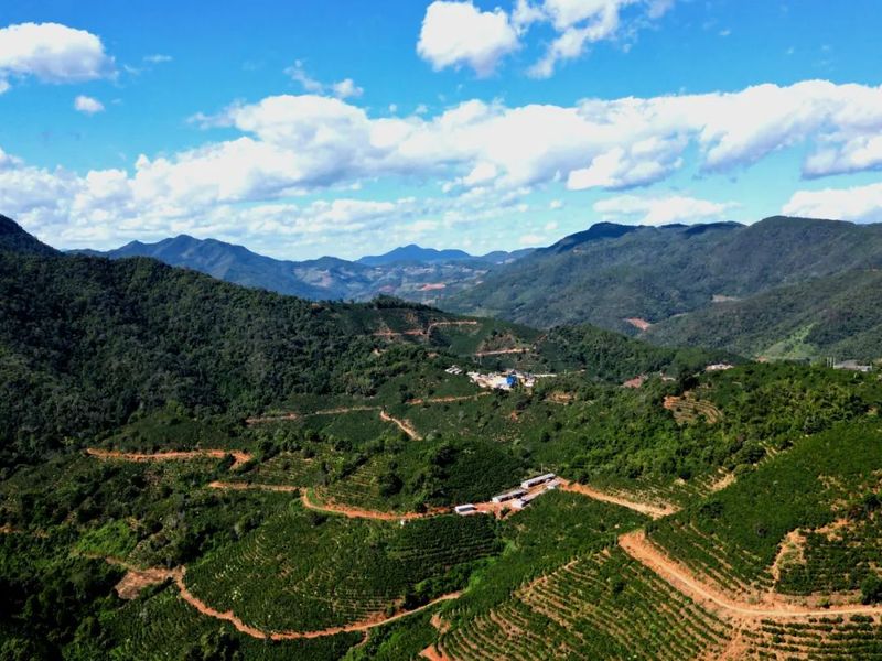 有关于思茅区：发挥党建引领 打好“五张牌”全力推动茶产业绿色有机发展的消息