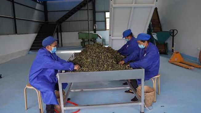 关于云南景谷入选2022年度茶业百强县域的消息(1)