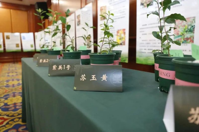 有关于江苏省茶树种业发展论坛暨茶树新品种新成果推介会顺利召开的最新消息(8)