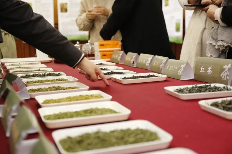 有关于江苏省茶树种业发展论坛暨茶树新品种新成果推介会顺利召开的最新消息(12)
