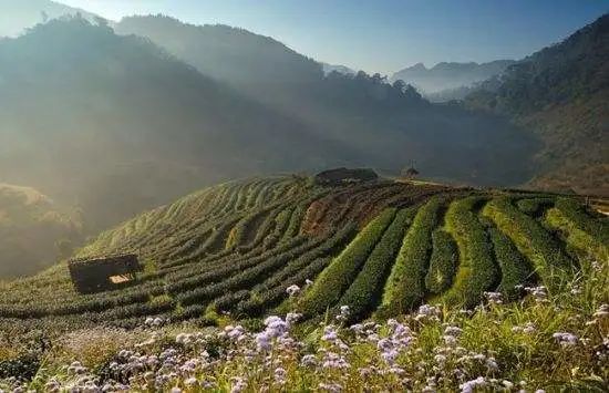 有关于陕西商南：生态茶城的崛起之路的信息(1)