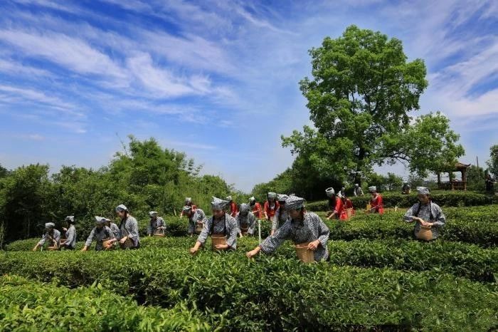 有关于六堡茶“加冕”后时代:如何从畅销国内迈向行销全球?的相关信息(1)