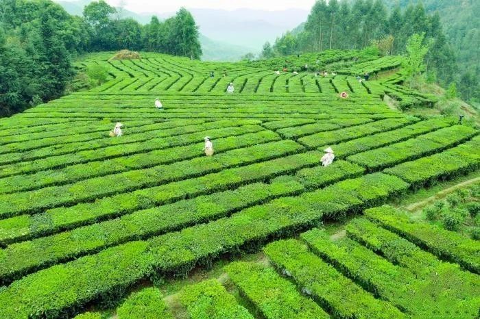 有关于六堡茶“加冕”后时代:如何从畅销国内迈向行销全球?的相关信息(2)