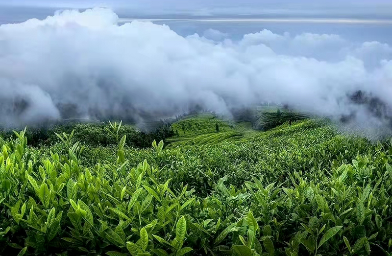 有关于烽火匠心 传奇滇红的最新消息