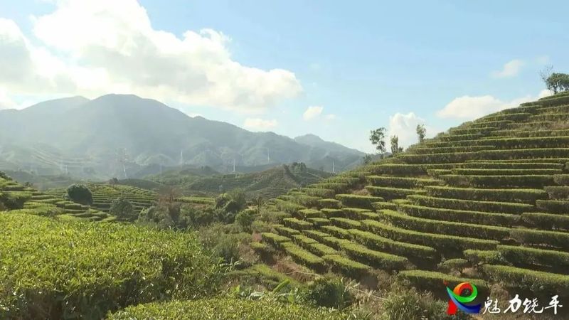 有关于浮滨镇:发展特色茶产业 聚力打造“一村一品、一镇一业”的内容