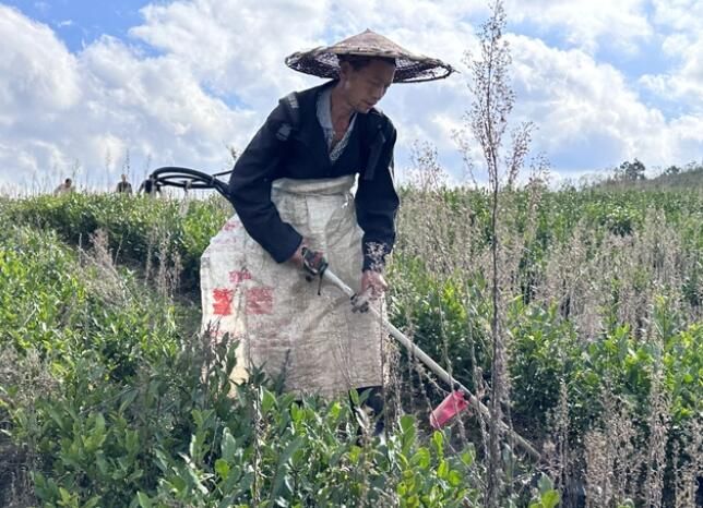 有关于印江杉树镇:茶园冬季管护忙,促进春茶增产增效的资讯