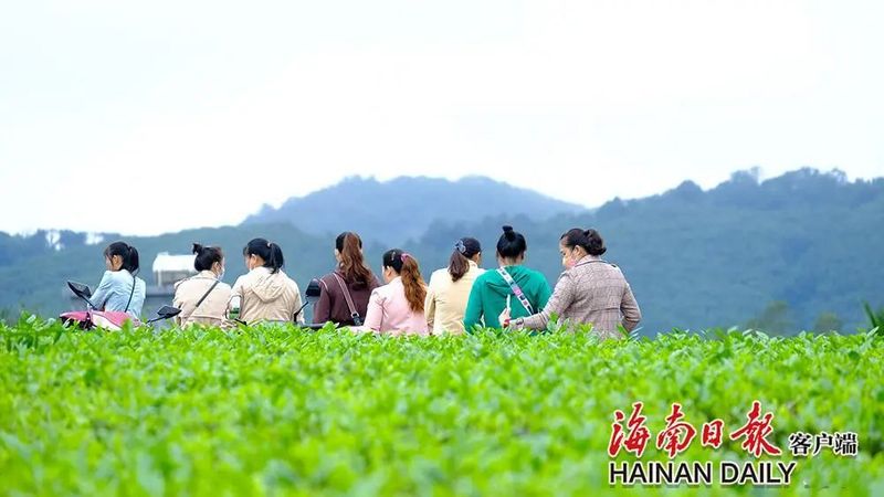 有关于白沙:茶园采茶忙的信息(6)